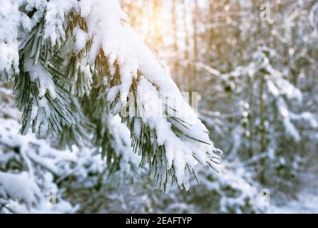 Schneebedeckte Kiefernäste. Stockfoto