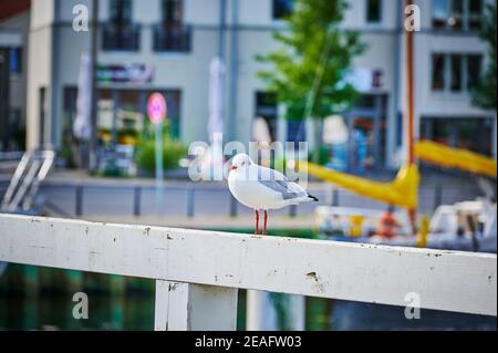 Vorderansicht einer Möwe, die auf einem Holzbalken im Hafen von Greifswald sitzt. Stockfoto