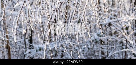 Hängende Baumzweige mit gefrorenem Schnee. Stockfoto