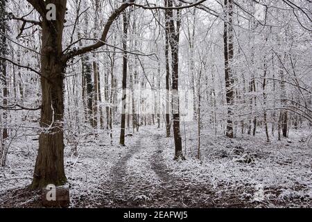 Unbefestigte Straße führt durch Winterwald mit schneebedeckten Bäumen Stockfoto