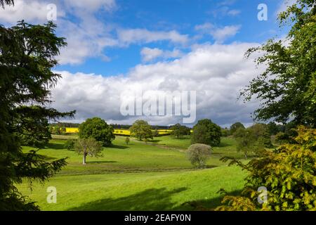 Sommer ländliche Landschaft mit Schafweiden auf grünen Feld in Südengland, Großbritannien Stockfoto