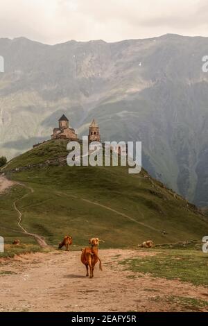 Kühe grasen in den Bergen-Gergeti Trinity Kirche auf Berg darüber thront Sie und der Berg Kazbek-ein schlafender Stratovulkan-einer der großen Berge Von Stockfoto