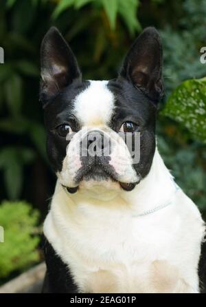 Terrier Hundeportrait im Garten. Stockfoto