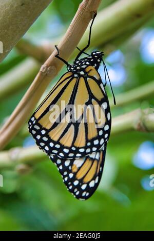 Monarch Schmetterling kurz nach dem Auftauchen aus seiner chrysalis. Stockfoto