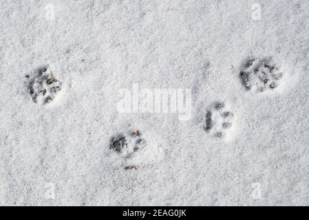 Nahaufnahme der Fußabdrücke mit Fußballen von Muscheliden im Schnee im Winter Stockfoto