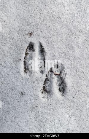 Nahaufnahme der Fußabdrücke / Hufabdrücke von Rehen (Capreolus capreolus) im Schnee im Winter Stockfoto