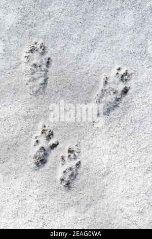 Nahaufnahme der Fußabdrücke mit Fußballen vom roten Eichhörnchen (Sciurus vulgaris) im Schnee im Winter Stockfoto