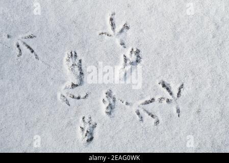 Nahaufnahme der Fußabdrücke und Spuren von Vögeln, die Fußballen von zeigen Rotes Eichhörnchen (Sciurus vulgaris) im Schnee im Winter Stockfoto