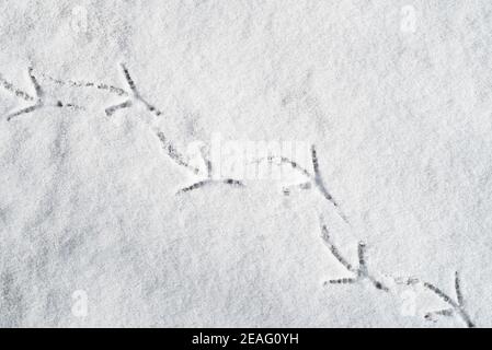 Nahaufnahme der Fußabdrücke von Vögeln im Schnee im Winter Stockfoto