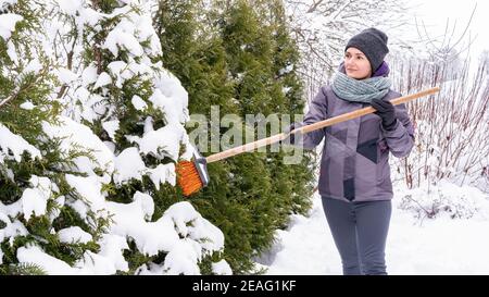 Eine Gärtnerin schüttelt Schnee von Thuja brabant Zweigen mit einem Besen, so dass sie nicht von der Last des Schnees brechen. Gartenpflege in Stockfoto