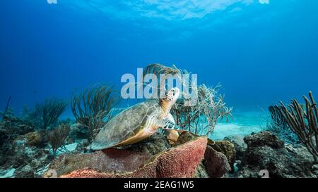 Green Sea Turtle Rest in Schwamm in Korallenriff des Karibischen Meeres, Curacao Stockfoto