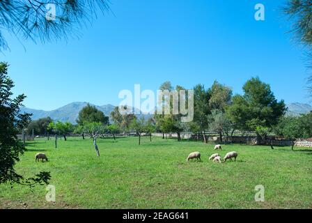 Schafe weiden in Feld, Pollenca, Mallorca, Baleares, Spanien Stockfoto