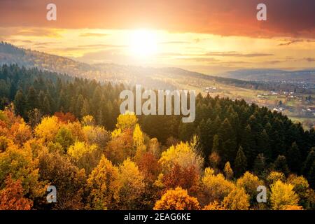 Blick von oben auf dichten Pinienwald mit Vordächern von grünen Fichten und bunt gelb üppigen Vordächer im Herbst Berge bei Sonnenuntergang. Stockfoto