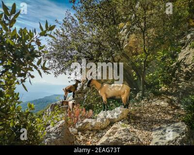 Ziegen in freier Wildbahn auf dem Berg Sainte-Victoire im Süden Frankreich Stockfoto