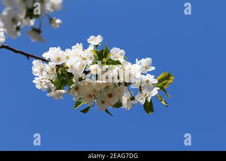 Sonnenlicht blühenden Zweig von Obstbaum an Sonnentag auf blauem Hintergrund. Blühende Pflanze in der Rosenfamilie Rosaceae, Gattung Prunus. Wilde Kirsche. Stockfoto