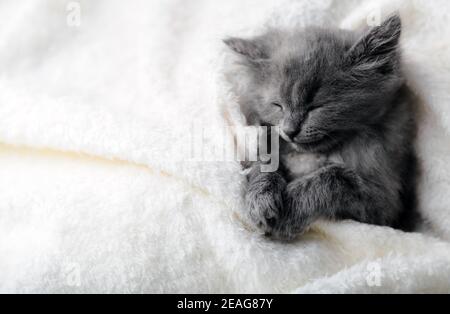 Graue Kätzchen schlafen auf weißer Decke. Graue Katze Kind Tier mit Pfoten entspannen Doze Nickerchen auf dem Bett mit Kopieplatz. Kleines Kätzchen auf weißem Hintergrund mit Stockfoto