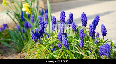 Blaue Muscari-Blumen aus nächster Nähe. Eine Gruppe von Traubenhyazinthe Muscari armeniacum blüht im Frühjahr, Stockfoto