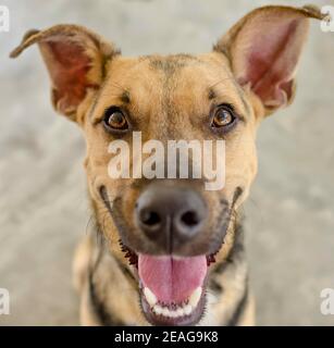 Ein lustiger deutscher Schäferhund mit weit geöffnetem Mund Ist aufgeregt und glücklich Stockfoto