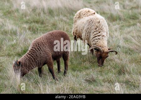 Manx Loaghtan Mutterschafe seltene Rasse Schafe mit dunkelbraunen Kopf, Beine, helleres braunes Fell, gewellte Hörner mit einem dunkelbraunen Lamm grasen auf einem rauen Grasfeld. Stockfoto