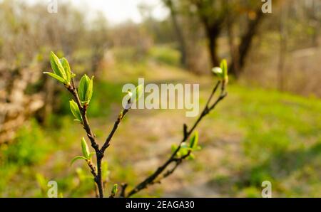 Der erste Frühling sanfte Blätter, Knospen und Zweige Makro Hintergrund, junge Zweige mit Blättern und Knospen, zuerst sprießen auf Baum Ast. Stockfoto