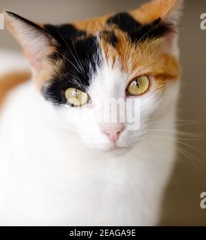 Eine Calico Tortoise Muschelkatze schaut auf die Kamera Stockfoto