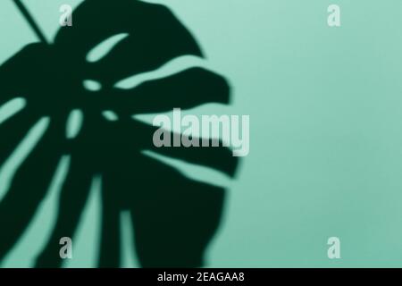Monstera Blattschatten unter hartem Licht auf pastellgrünem Hintergrund, Kopierraum, Mockup für Blog-Design, Social Media. Modische minimalistische Fotografie Stockfoto