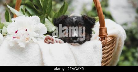 Schwarzes Welpe Portrait mit Raws sitzt in Korb auf weißem Wandhintergrund. Happy Dog Geschenk mit Blumenstrauß von weißen Pfingstrosen Blumen draußen im Sommer Stockfoto