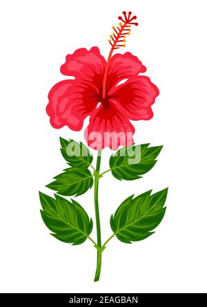 Abbildung: Tropische Hibiskusblüte. Stock Vektor