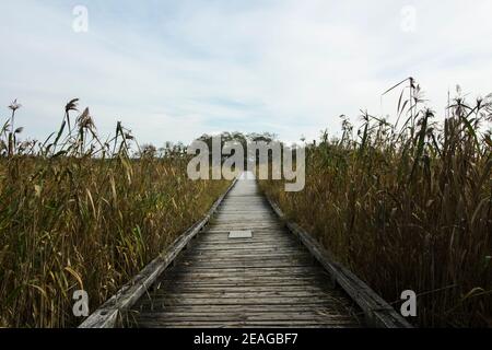 Landschaft von einem Holzweg, wo Sie in wandern können Die Feuchtgebiete von Kushiro Stockfoto