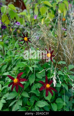 Dahlia Verrone's Obsidian, tiefe Burgunder Blumen, Blüte, gemischte Pflanzung Schema, gemischte Grenze, gemischte Kombination, Gartenbett, Gartengrenze, Gras, Gräser, Stockfoto