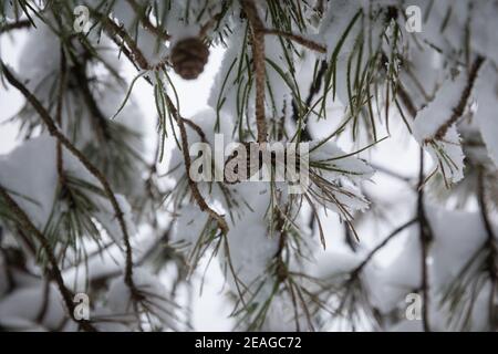 Eine Kiefer Kegel und Laub auf einem Schotten Kiefer Baum Im Winter Stockfoto