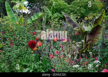 Musa sikkimensis Bengaltiger, Lychinis coronaria gärtner Welt, Salvia fulgens, Salvia amistad, lilium rot Samt, Dahlia, Dahlien, Blätter, Laub, Tropica Stockfoto