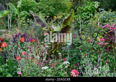 Musa sikkimensis Bengaltiger, Lychinis coronaria gärtner Welt, Salvia fulgens, Salvia amistad, lilium rot Samt, Dahlia, Dahlien, Blätter, Laub, Tropica Stockfoto