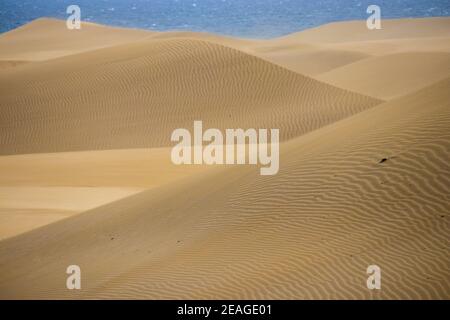 Schlängelt sich über die goldförmigen Wüstendünen mit Blick auf den Ozean in Maspalomas, Gran Canaria, Spanien Stockfoto