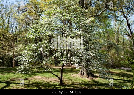 Callanwolde Fine Arts Centre, Gärten, Atlanta, Georgia. Entworfen von der Firma Frederick Law Olmstead. Stockfoto