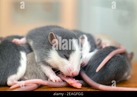 Viele kleine lustige Babyratten wärmen sich zusammen auf einer auf der anderen. Stockfoto