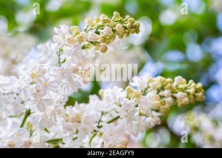 Weiß, lila. Frühling blühende Blüten von White Flieder auf Flieder Büsche. Natürliche weiße Blume Hintergrund draußen. Stockfoto