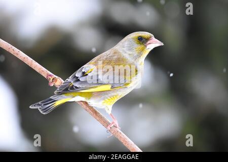 Grünfink (Chloris chloris) sitzt auf einem Zweig im Schneefall. Stockfoto