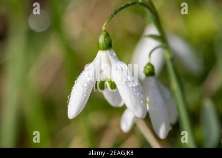 Makroaufnahme von Schneeglöckchen (galanthus nivalis) in Blüte Stockfoto
