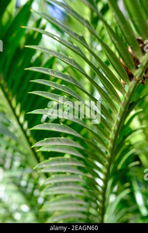 Nahaufnahme von tropischen Blättern. Makro Natur im Wald. Botanischer Garten mitten in der Stadt. Stockfoto
