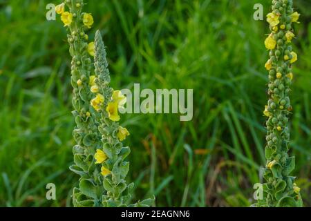 Pflanzen gemeine Königskerze mit Blumen wachsen im Freien Nahaufnahme Stockfoto
