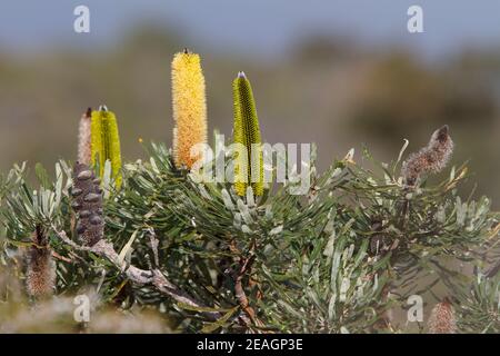 Verschiedene Stadien der Banksia attenuata Blumen im Tozers Bush Camp Westaustralien Stockfoto