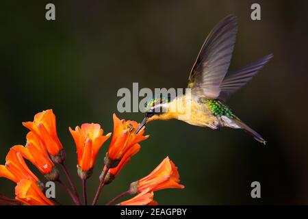 Weißkehliger Berg-Gem - Lampornis castaneoventris fliegender Kolibri, im südlichen Costa Rica Grauschwanziger Berggemein cinereicauda, violetter Kopf, Stockfoto