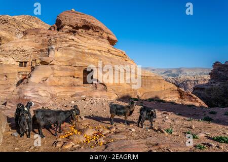 Ziegen und ein beduinenschuppen in Petra, jordanien Stockfoto