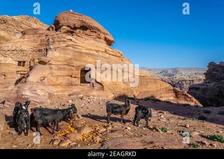 Ziegen und ein beduinenschuppen in Petra, jordanien Stockfoto