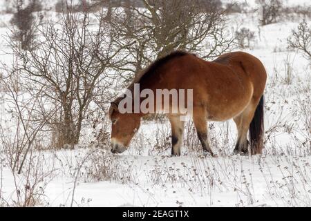 Exmoor Pony, Wildpferde auf der Suche nach Nahrung in einer verschneiten Landschaft. Exmoor Pony in der Wintersteppe bei Milovice. Stockfoto