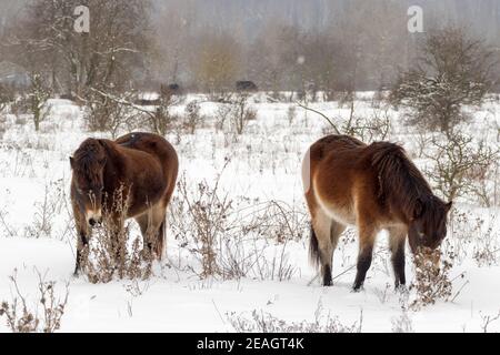 Exmoor Ponys, Wildpferde auf der Suche nach Nahrung in einer verschneiten Landschaft. Exmoor Ponys in der Wintersteppe bei Milovice. Stockfoto