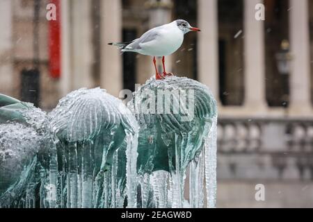 London, Großbritannien. 09 Feb 2021.UK Wetter. Eine Möwe steht auf einer eisbedeckten Statue in einem Brunnen auf dem Trafalgar Square. Sturmdarcy. Quelle: Waldemar Sikora Stockfoto