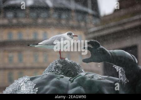 London, Großbritannien. 09 Feb 2021.UK Wetter. Eine Möwe steht auf einer eisbedeckten Statue in einem Brunnen auf dem Trafalgar Square. Sturmdarcy. Quelle: Waldemar Sikora Stockfoto