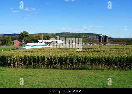 LAMBERTVILLE, NJ –3 Okt 2020- Blick auf das Howell Farm Corn Maze, das am längsten laufende Maislabyrinth in New Jersey im Herbst. Stockfoto